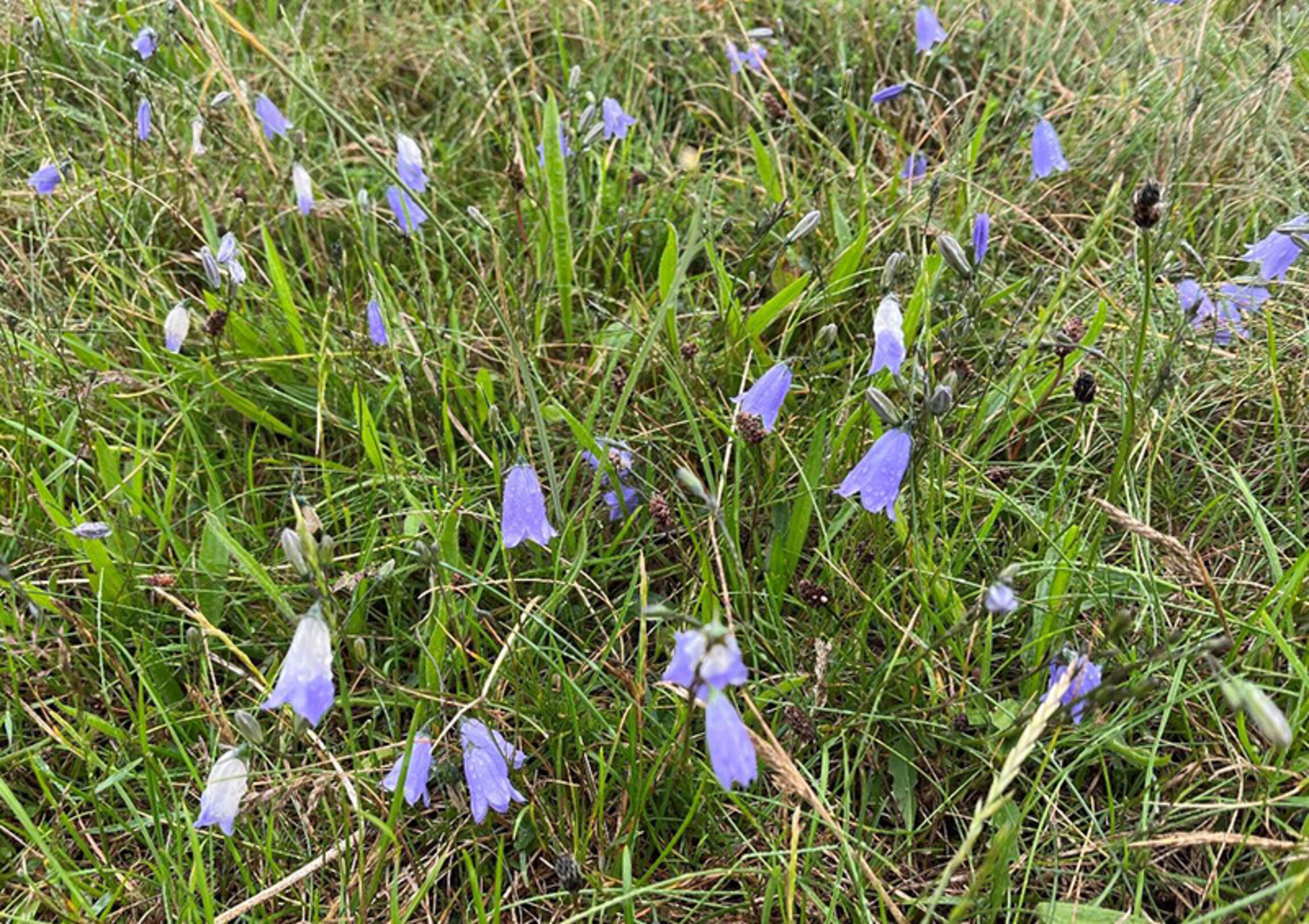 Filigrane Blüten