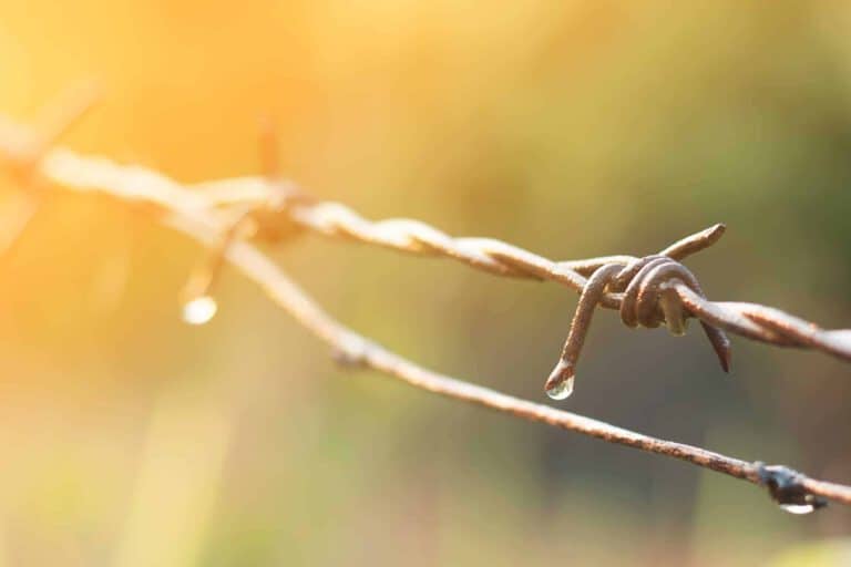 Stacheldraht mit scharfen Dornen, Nahaufnahme, symbolisiert Barrieren und Schutz.