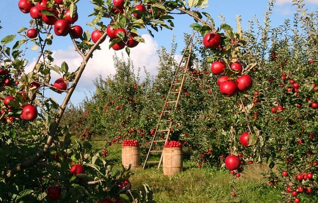 Äpfel am Apfelbaum im Obstgarten, mit Leiter zum Ernten, sonniger Tag.