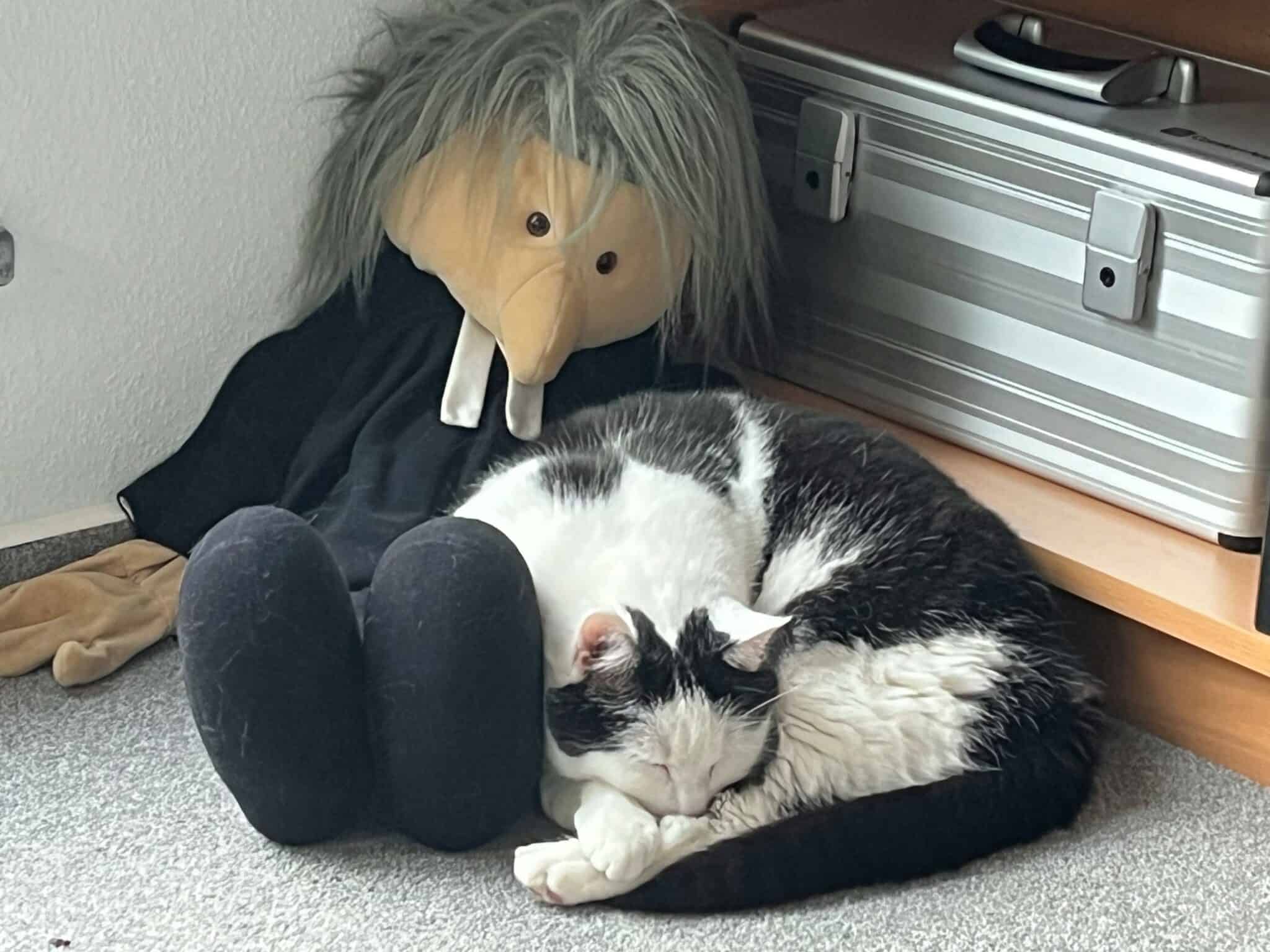 Kuscheliger schwarzer und weißer Katze, die neben einer Handpuppe sitzt.