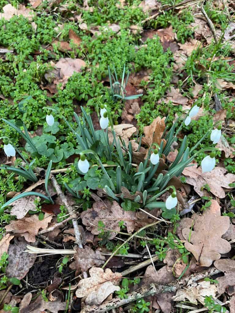 Schneeglöckchen blühen im Frühling, wachsen zwischen Laub und grünen Pflanzen im Garten.
