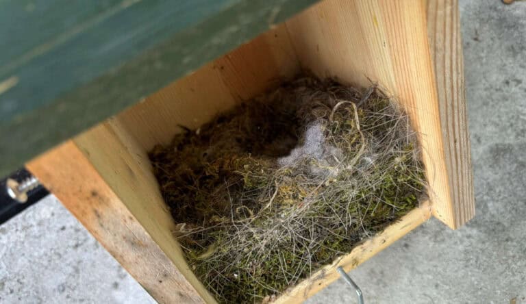 Geruchenecke mit Nest und Federn in einer Holzkiste, Symbol für Ungeduld und Wartezeit.