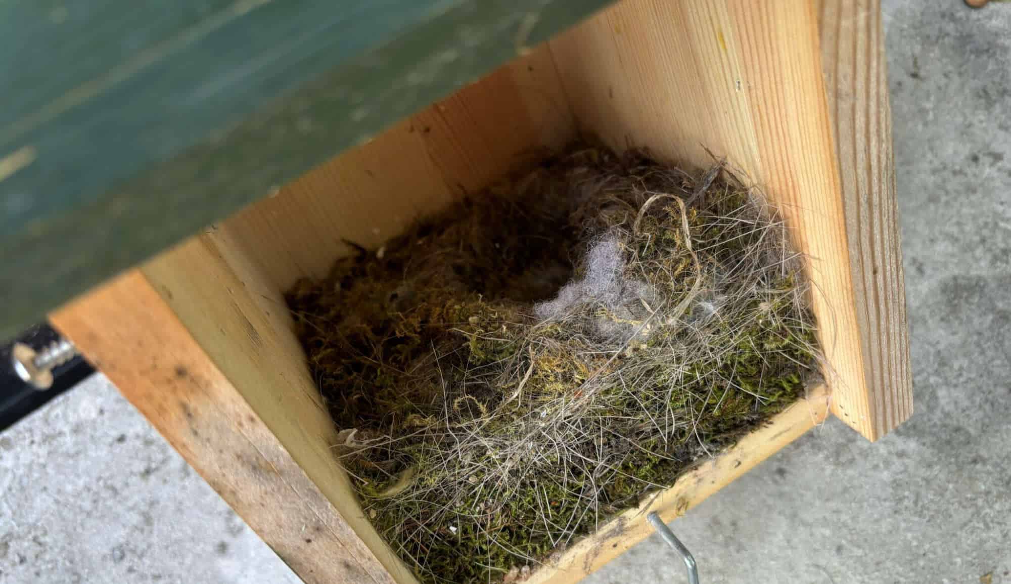 Geruchenecke mit Nest und Federn in einer Holzkiste, Symbol für Ungeduld und Wartezeit.