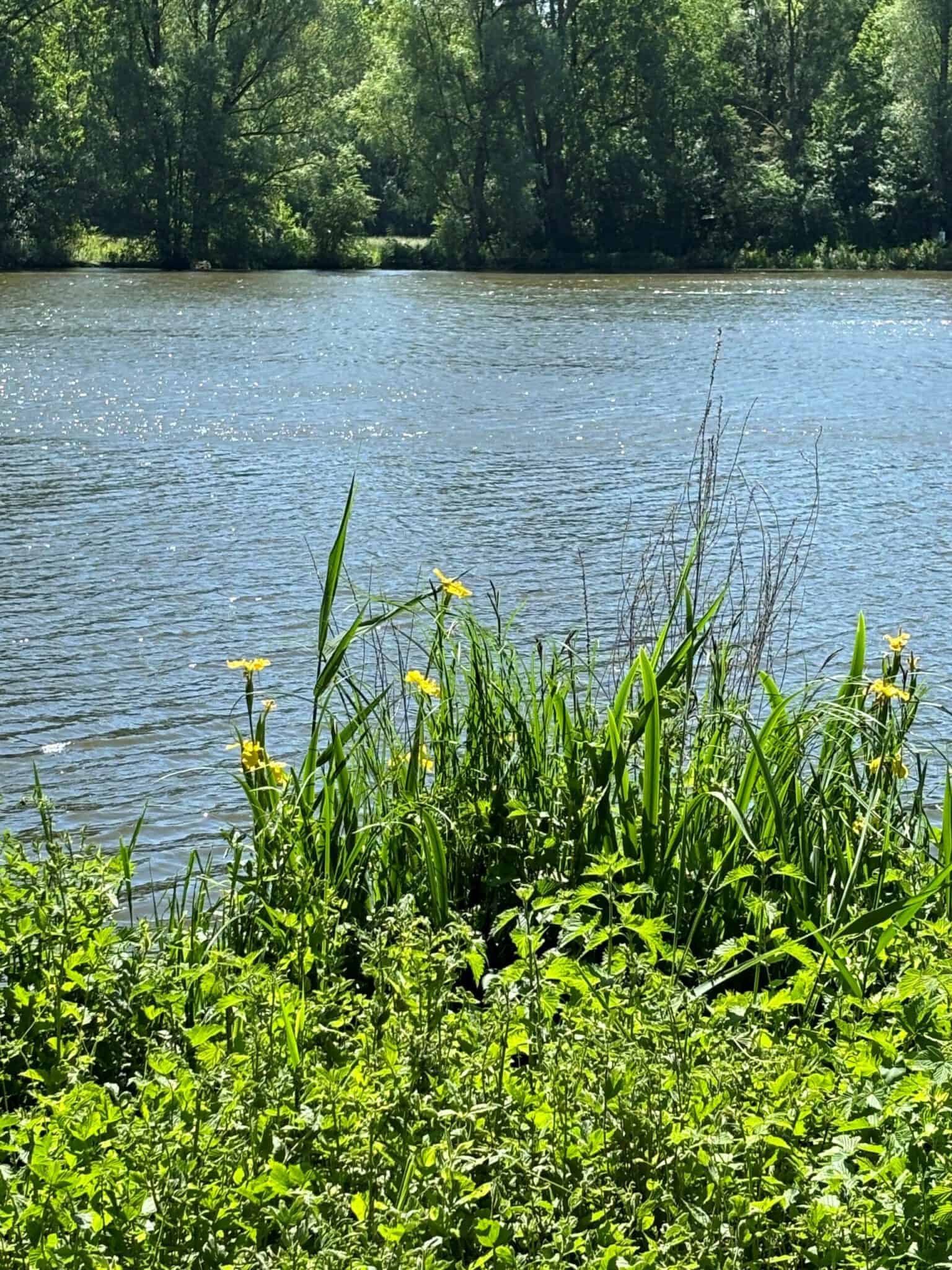 Stillwasser mit grünen Pflanzen am Ufer, umgeben von Bäumen, ruhige Naturkulisse.