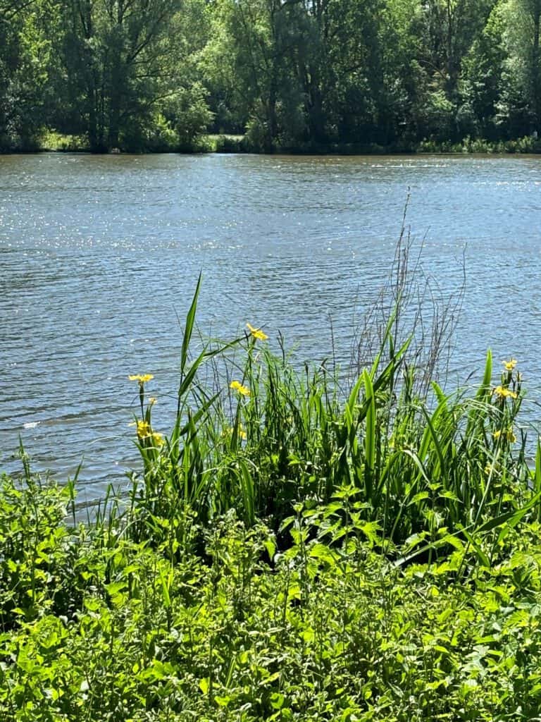 Stillwasser mit grünen Pflanzen am Ufer, umgeben von Bäumen, ruhige Naturkulisse.