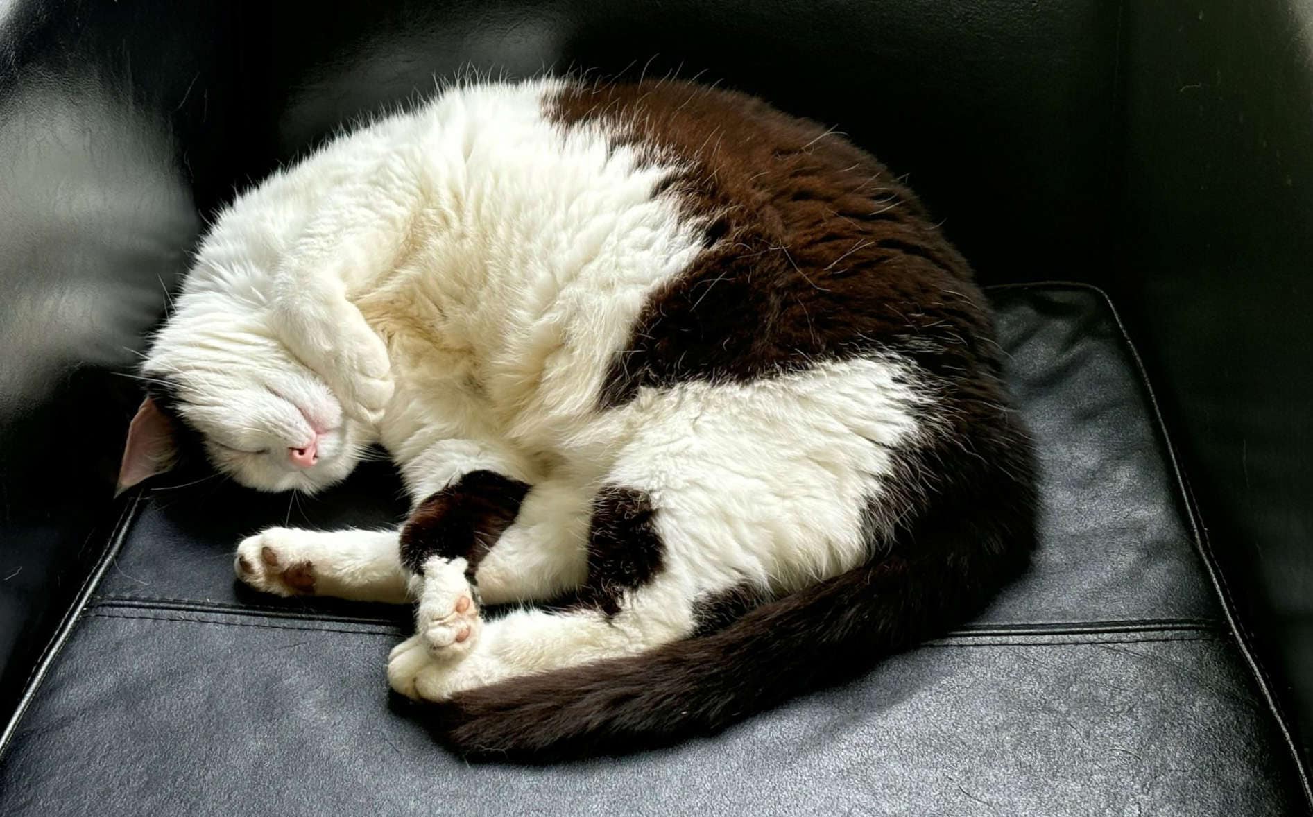 Schlafender Kater auf schwarzem Sitzkissen, entspannt und friedlich.