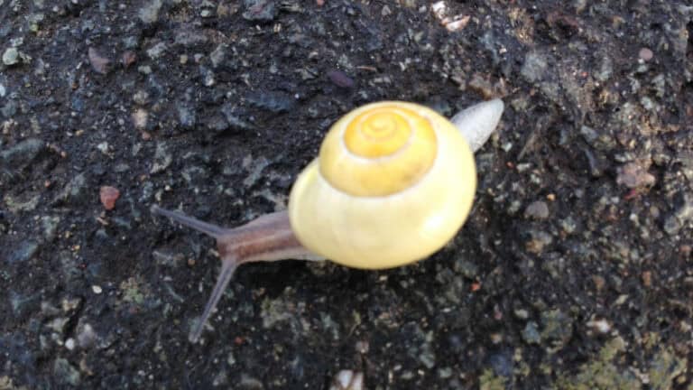 Schnecke auf dunklem Boden, Nahaufnahme, Natur, langsam bewegend.