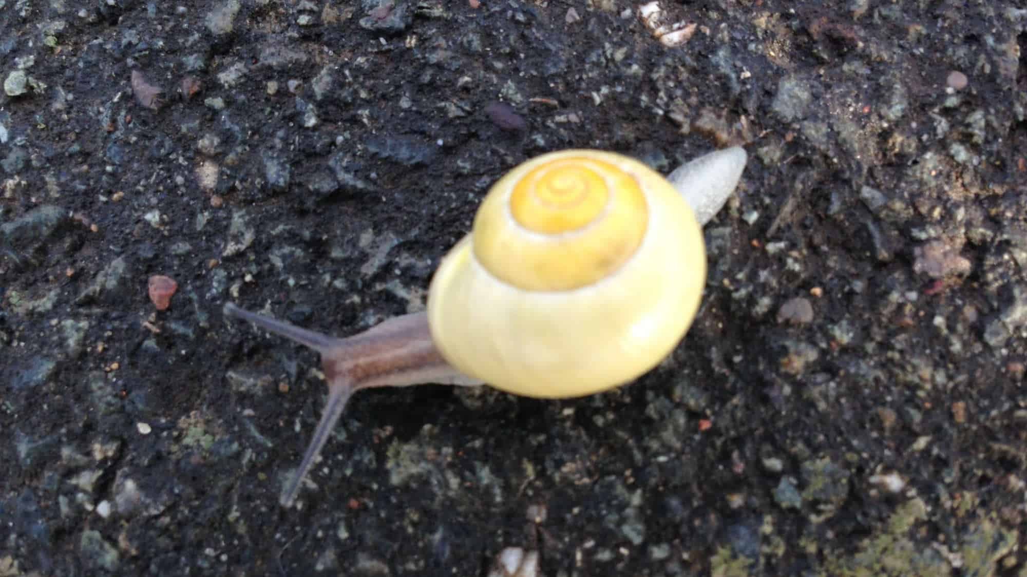 Schnecke auf dunklem Boden, Nahaufnahme, Natur, langsam bewegend.