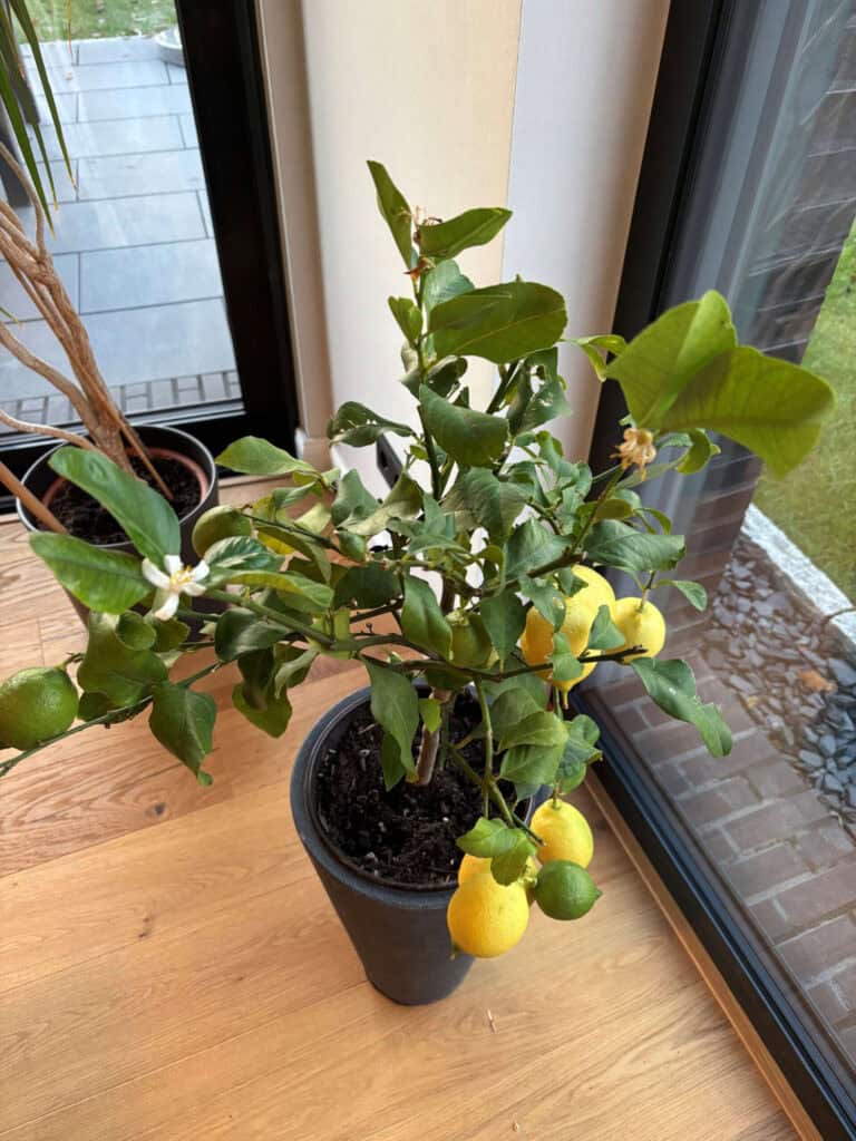 Zitronenbäumchen mit reifen Zitronen in Topf vor Fenster, sonnige Innenraumaufnahme.