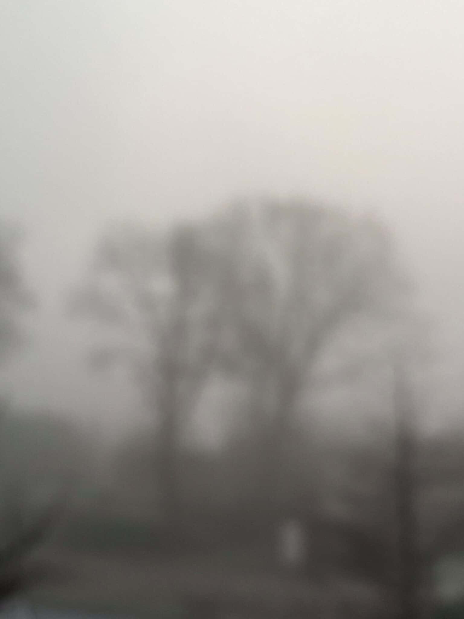 Nebel und Morgenröte über einem Baum, atmosphärisch und ruhig.