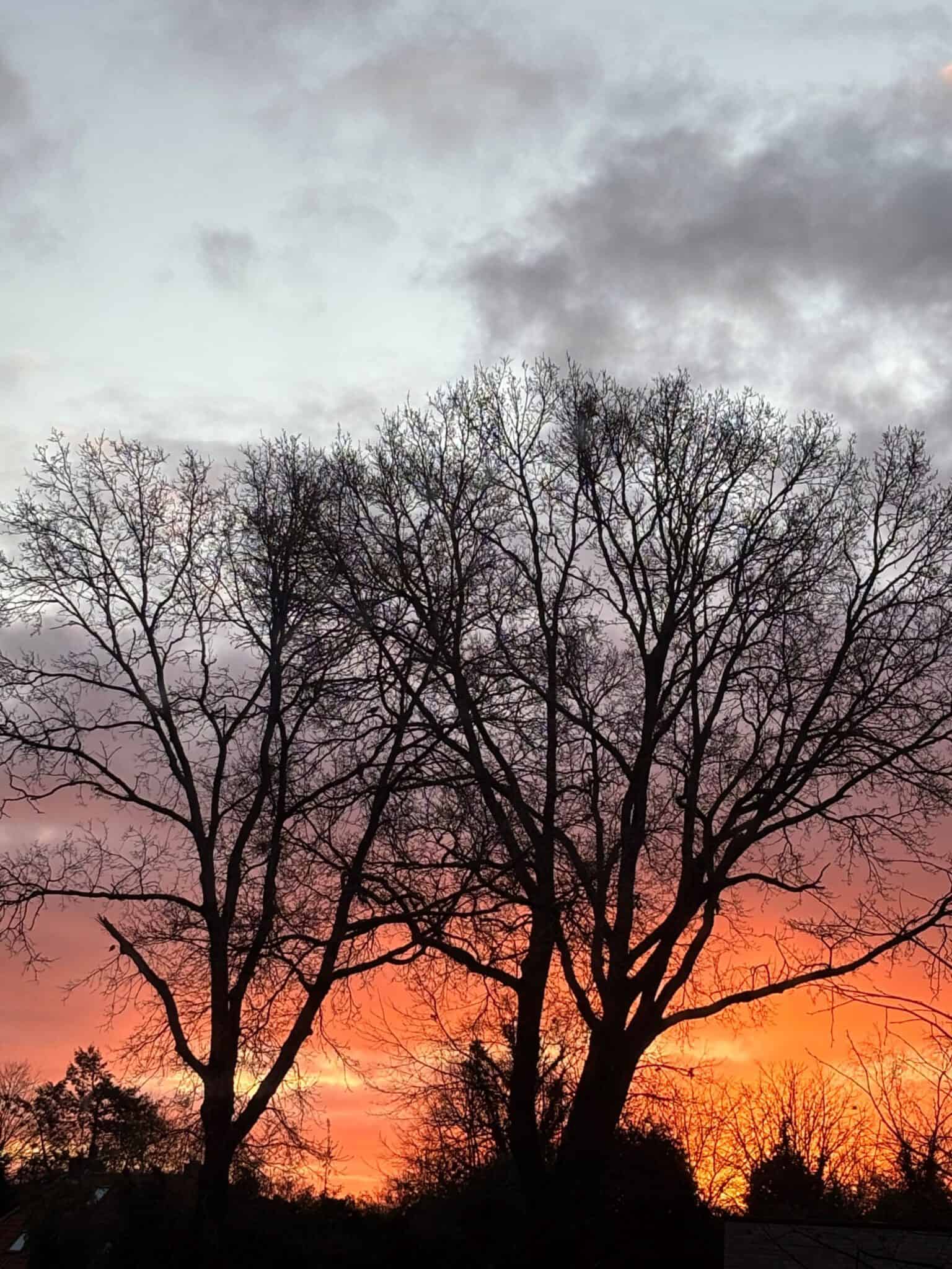 Ein Baum vor einem farbigen Himmel bei Sonnenaufgang, Nebel und Morgenröte.