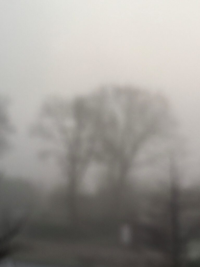 Nebel und Morgenröte über einem Baum, atmosphärisch und ruhig.
