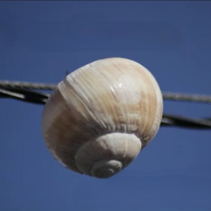 Schnecke auf einem Draht, blauer Himmel im Hintergrund.