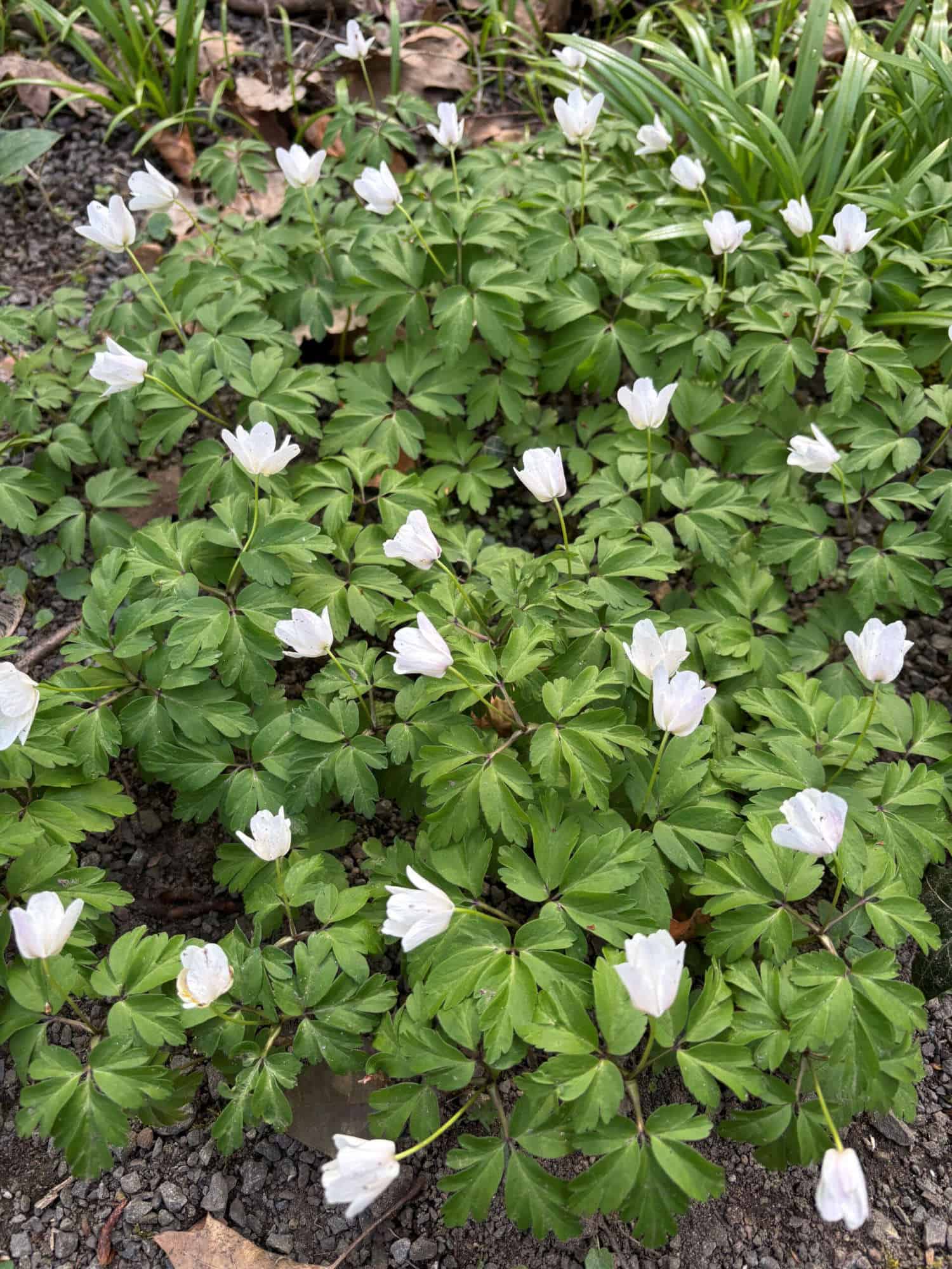 Weiße Blüten und grüne Blätter im Garten, symbolisieren Erwachen und Neubeginn.