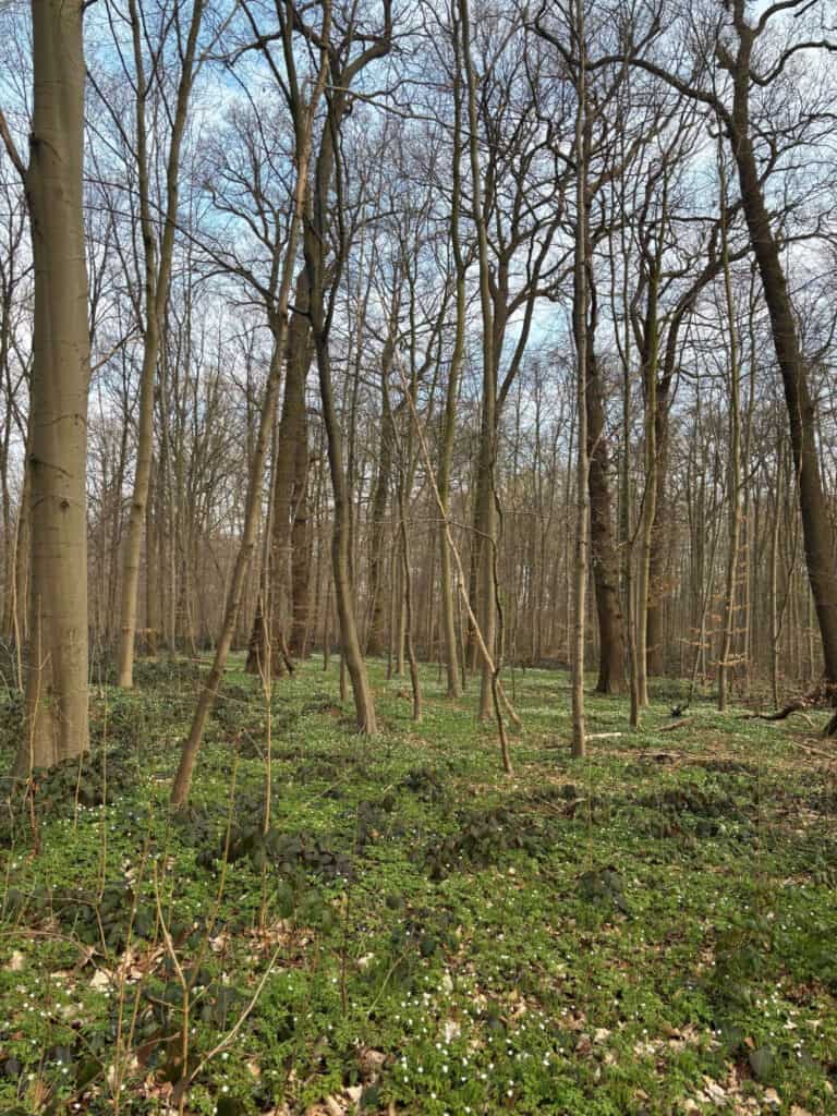 Wald im Frühling mit blühendem Boden und aufwachendem Himmel.