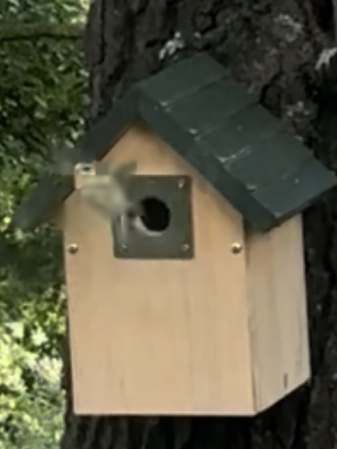 Vogelhaus an Baum, Natur, Holz, Garten, Tier, Nistkasten, Naturerlebnis, Umwelt, Wildtiere, Naturfot.