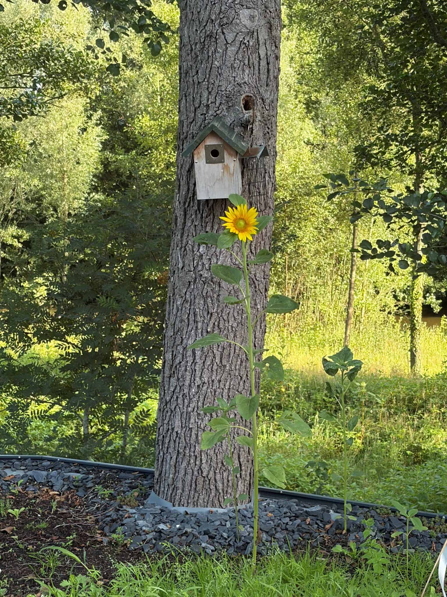 Vogelhaus an Baum mit Sonnenblume im Vordergrund.