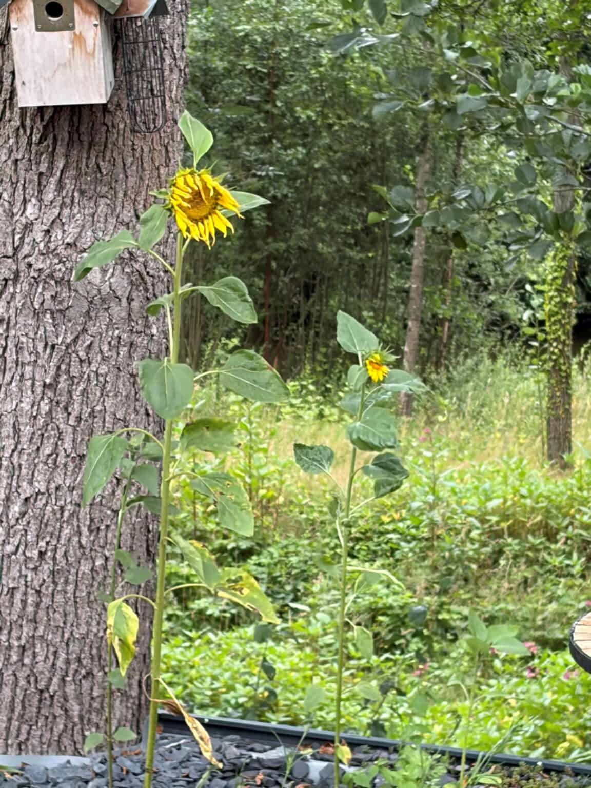 Sonnenblumen wachsen neben einem Baum im Wald.