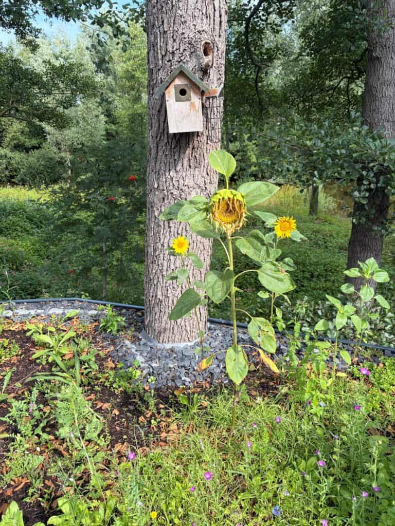 Blumen vor einem Baum mit Vogelhaus im Garten.