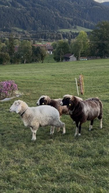 Ziegenherde auf grüner Weide vor Berglandschaft.